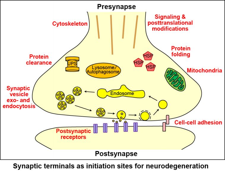 Synaptic terminals as initiation sites for neurodegeneration