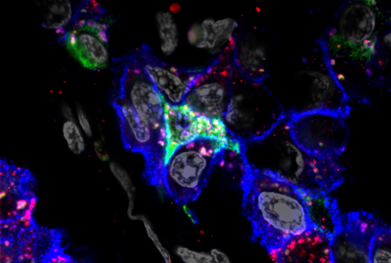 scientific image under microscope