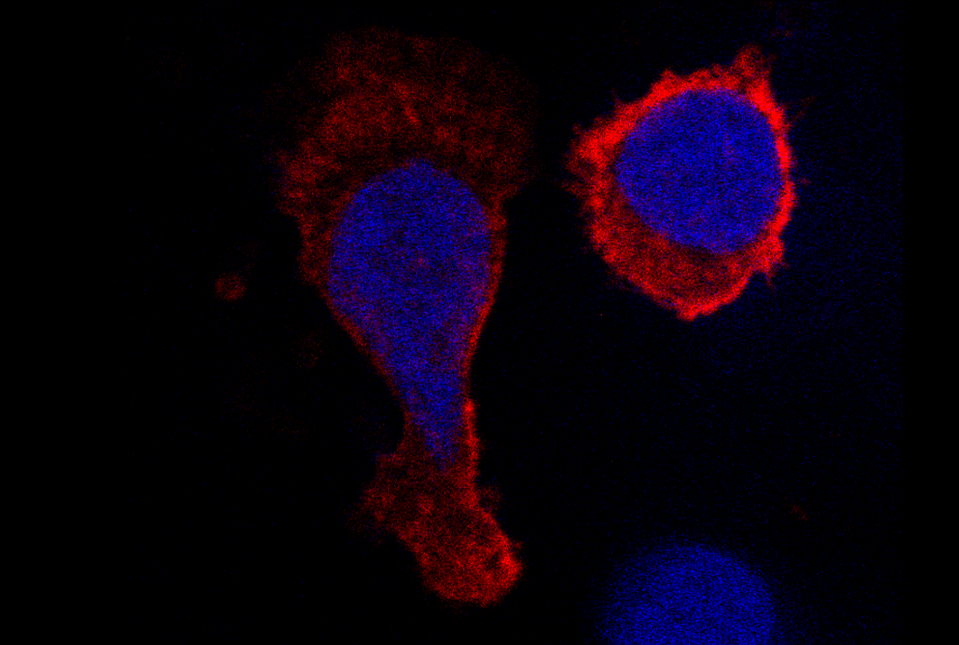 authentic reservoir clones