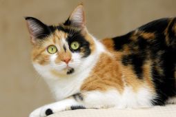 A calico cat