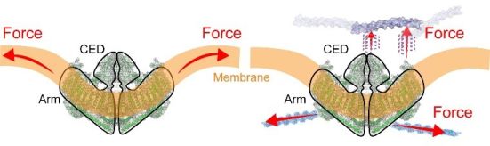  Piezo1 channel is activated when structures inside or outside the cell push or pul