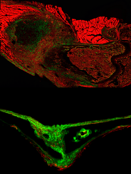 That same type of cell as seen in the skull of a 15-day-old mouse. That same type of cell as seen in the skull of a 15-day-old mouse.