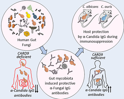 Graphic depicting relationship between fungi in gut, antibody levels and CARD gene