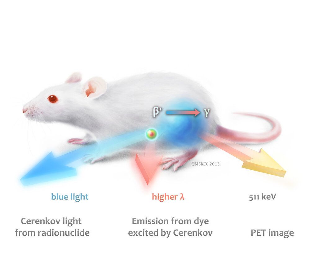 洋書 The Mouse in Biomedical Research 3 PDF) The Mouse in Biomedical Research Vol.3, 2nd edn