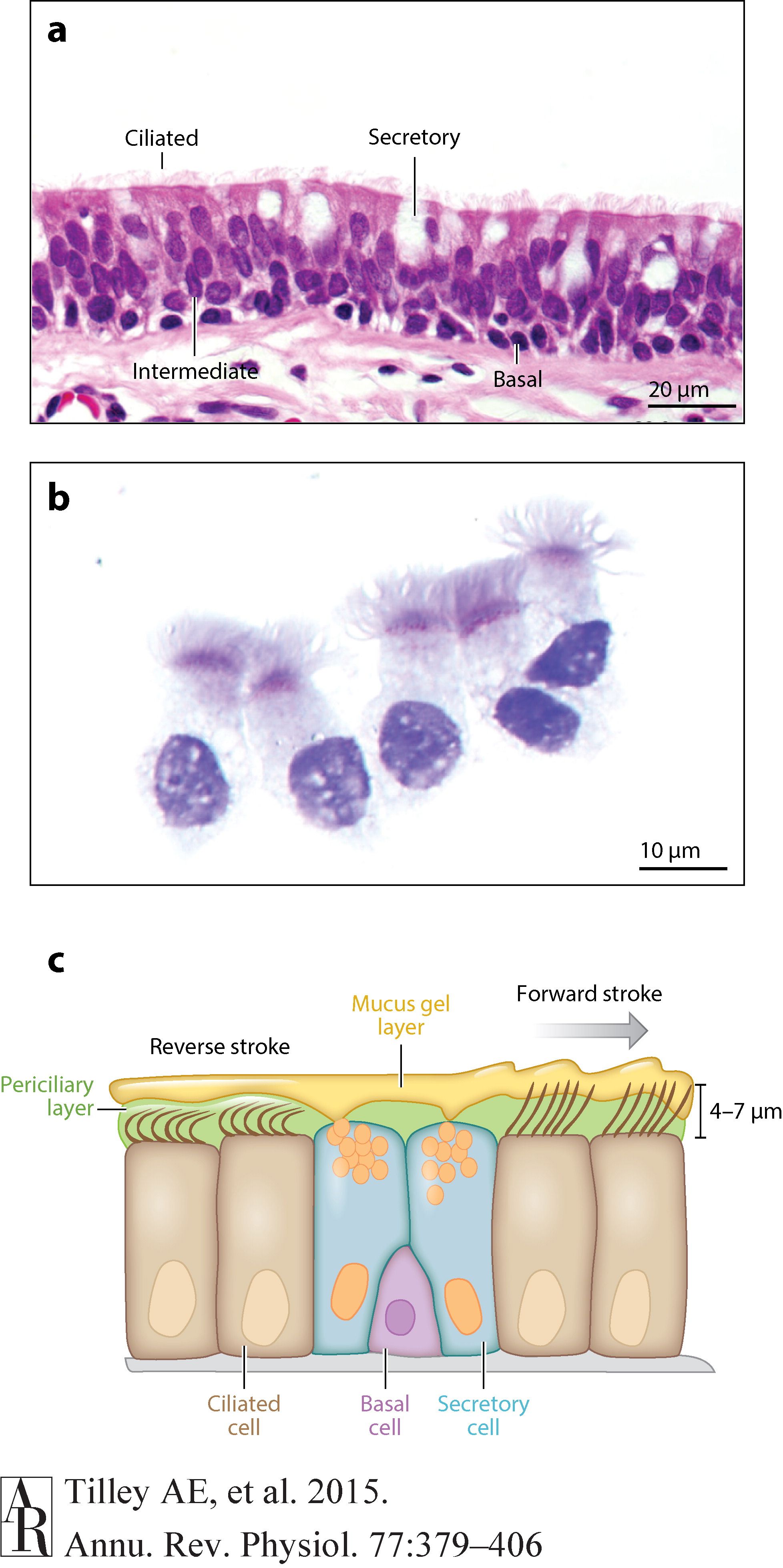 Dr.Crystal Figure 1