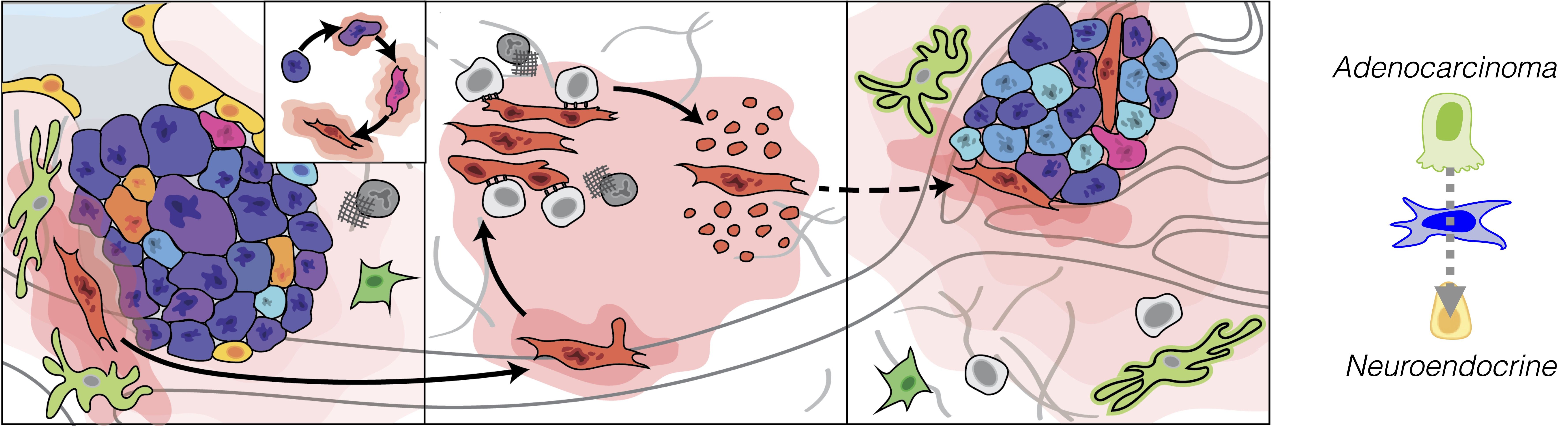 Dr. Laughney Figure 2