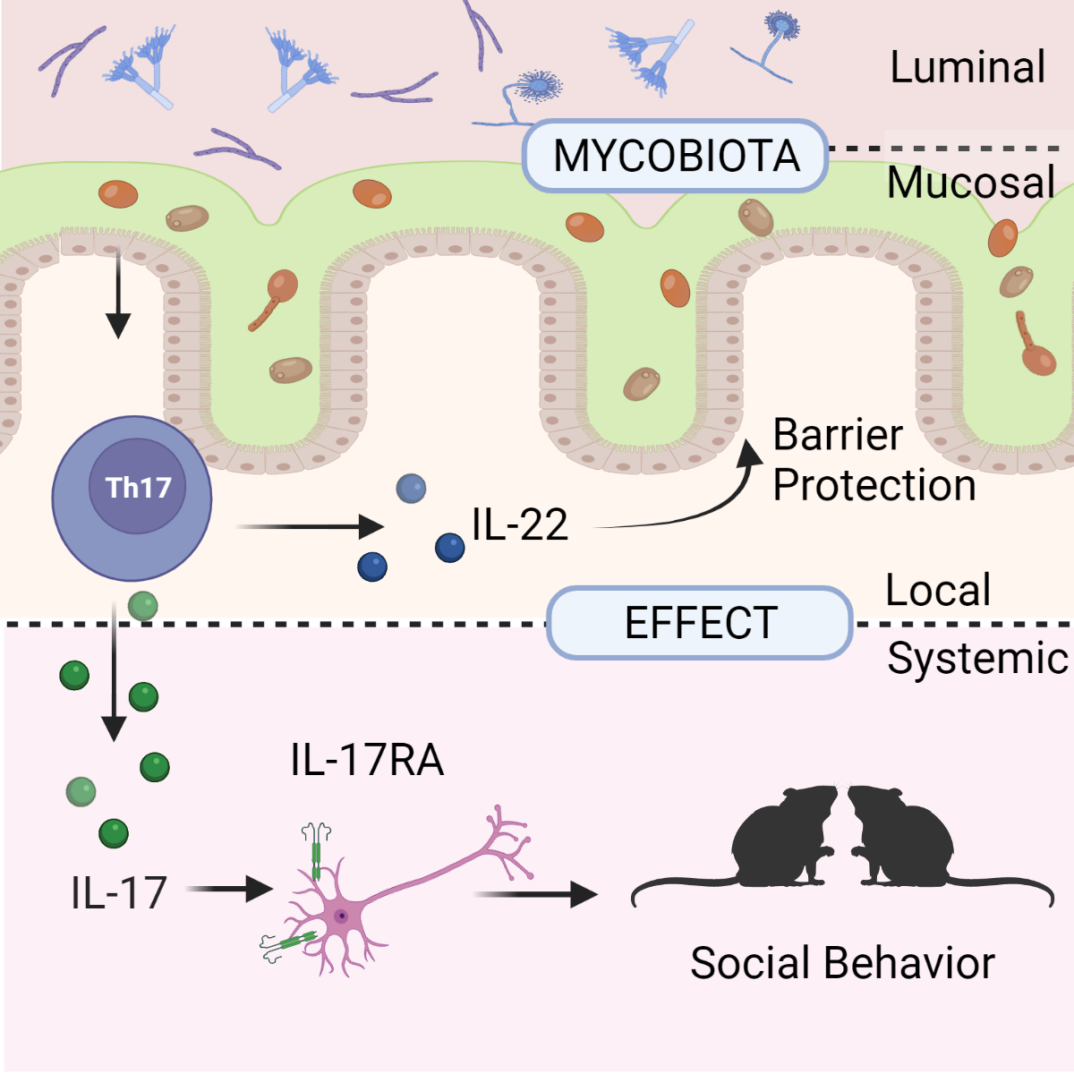 mucosa_associated_fungi_impact_barrer_function_and_bahaviour