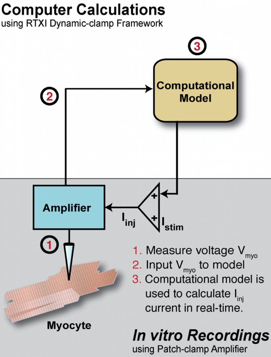 Fig. 1 – schematic of Dynamic Clamp experiment