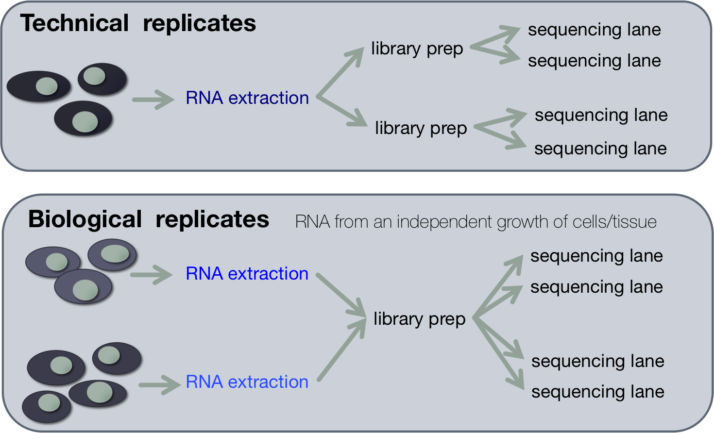 replicates