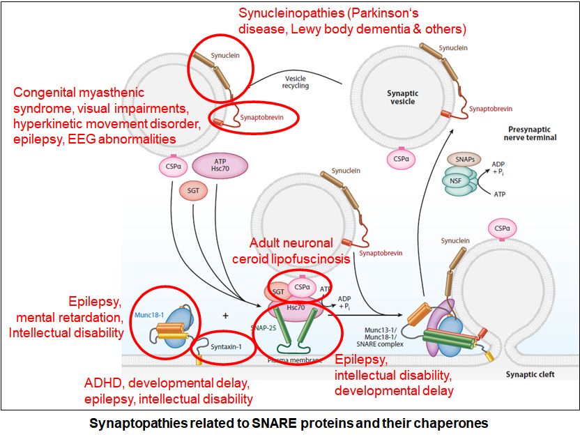 Dr. Burre Figure 1