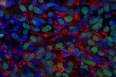 Pancreatic beta cells differentiated from human pluripotent stem cells