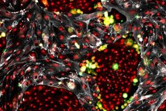 Reprogrammed Hematopoietic STEM cells arising from mouse cells
