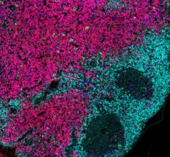Visualizing innate lymphoid cells in the mouse lymph node: ILCs (green), B cells (cyan), T cells (magenta). Image courtesy of Dr. Saya Moriyama and Dr. David Artis