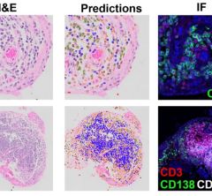 H&amp;E histology slides and immunofluorescent images of B cells and T cells
