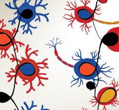 illustration of cells in the body