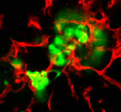 image showing pancreatic islets in green and islet endothelial cells in red