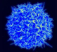 a large T cell