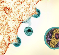 HIV replicating