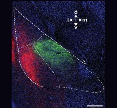 Fluorescence image showing the basolateral amygdala with projections from the insular cortex and prefrontal cortex stained red and green