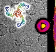 Composite of a cryo-electron microscopy image showing lipid vesicles with embedded Piezo channels, and the Piezo channel structure (top). Topography image of a single Piezo channel under force as recorded by high-speed atomic force microscopy (circle) and its lateral expansion in the membrane as a function of applied force (right). All images:Dr. Simon Scheuring.)